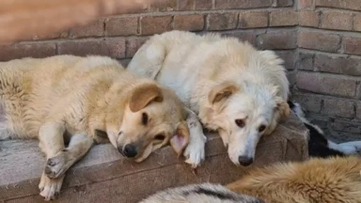 В регионе с начала года отловлено 3 262 безнадзорных животных