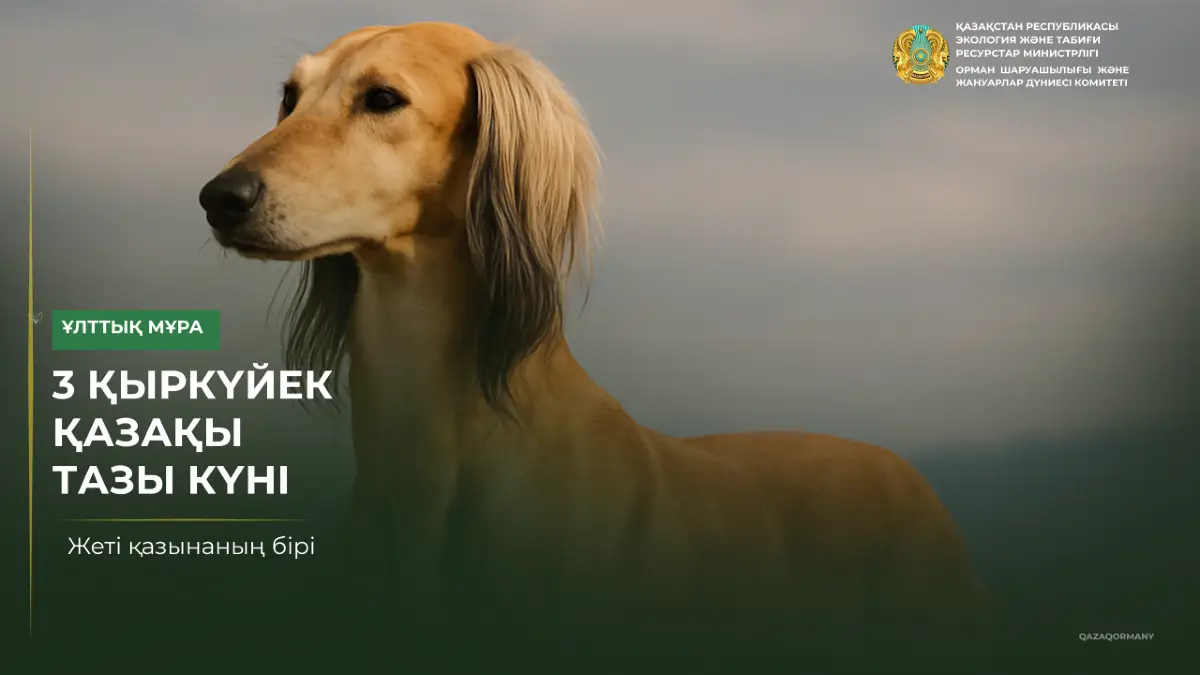 3 сентября — день казахского тазы